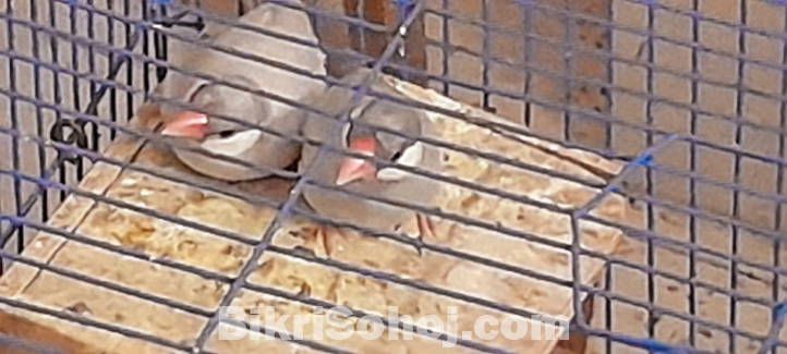Java finch/sparrow ( cute babies (8) for sale )